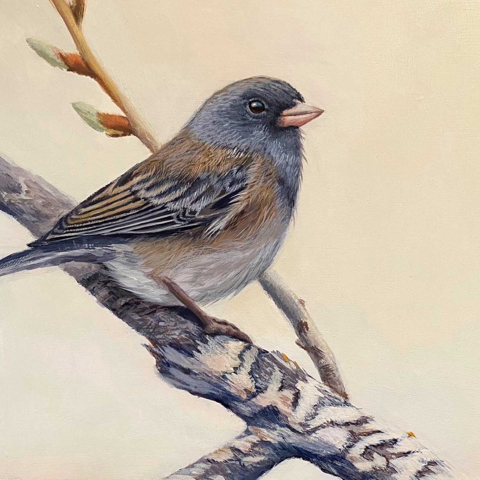 Meagan Ody Dark Eyed Junco