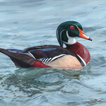 Ashley Somerville Wood Duck