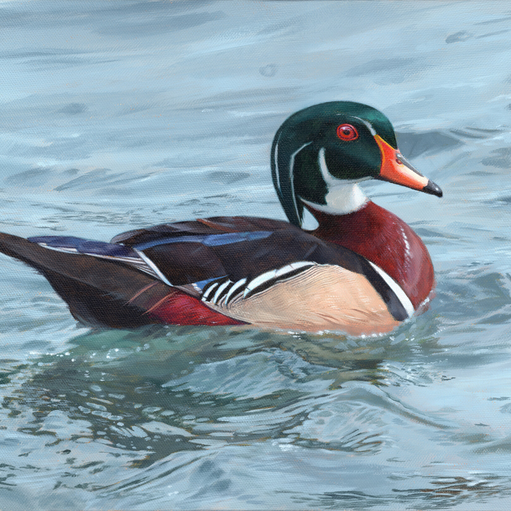 Ashley Somerville Wood Duck