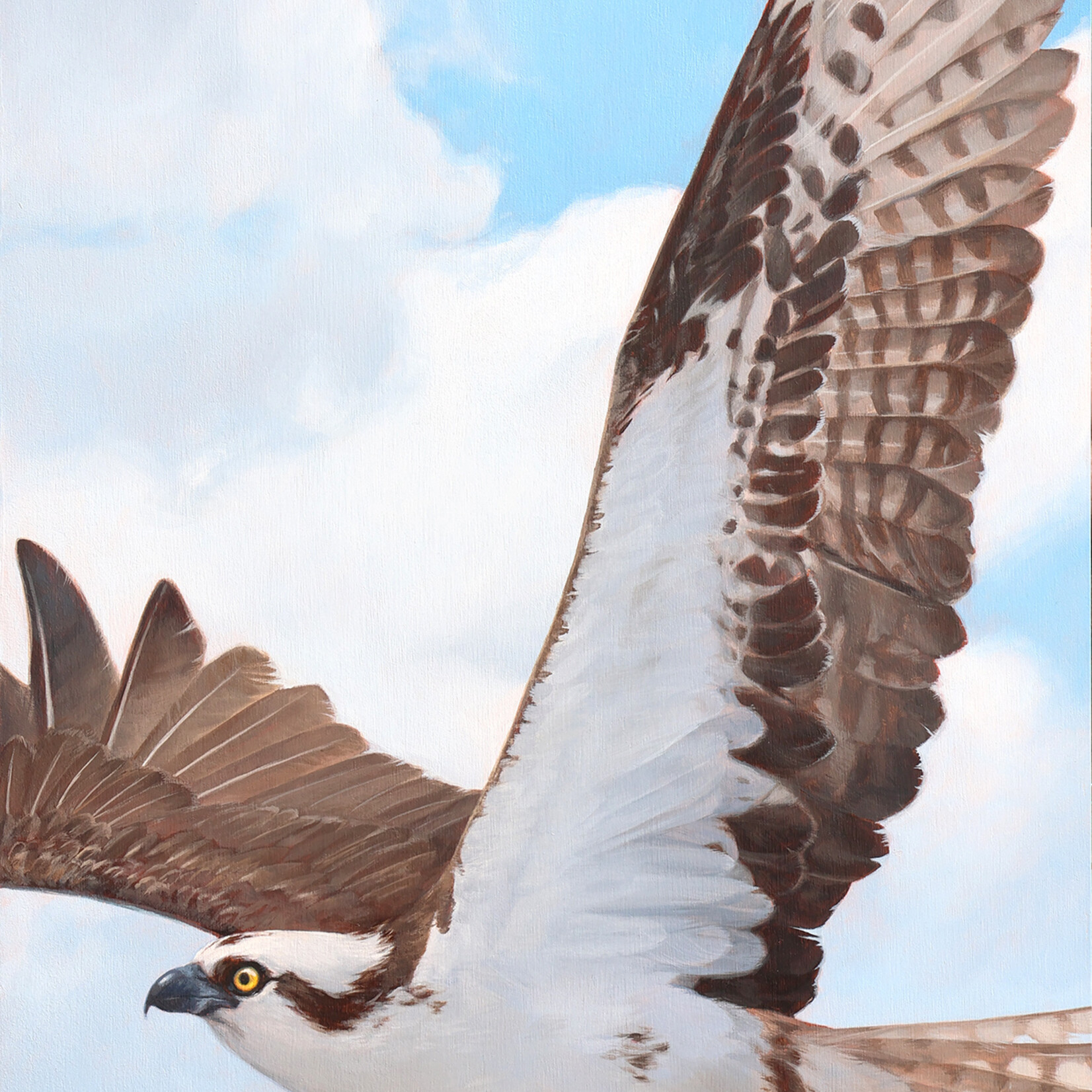 Ashley Somerville Osprey in Flight
