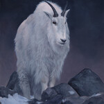 Ashley Somerville Rocky Mountain Goat