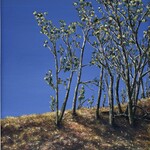 Henrik Boye Nielsen Aspen Grove