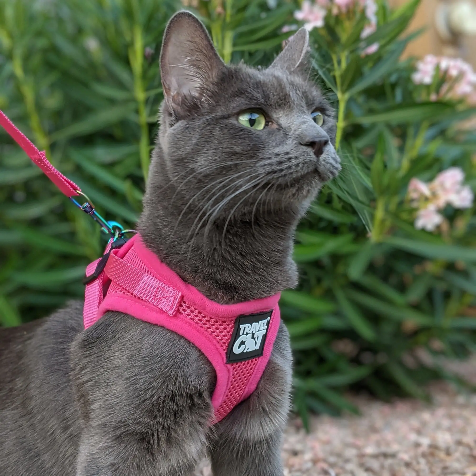 Travel Cat Travel Cat The Purrfectly Pink Iridescent Harness & Leash Set