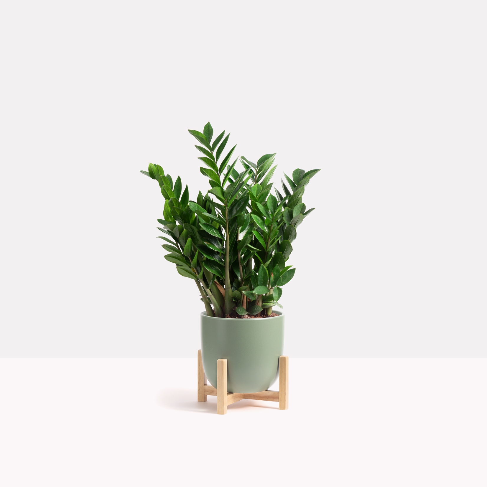 Contour Ceramic Planter + Wood Stand - Forest Green 10"