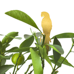 Brass Parrot Plant Animal