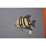 Ed Kuhn Carved Spadefish