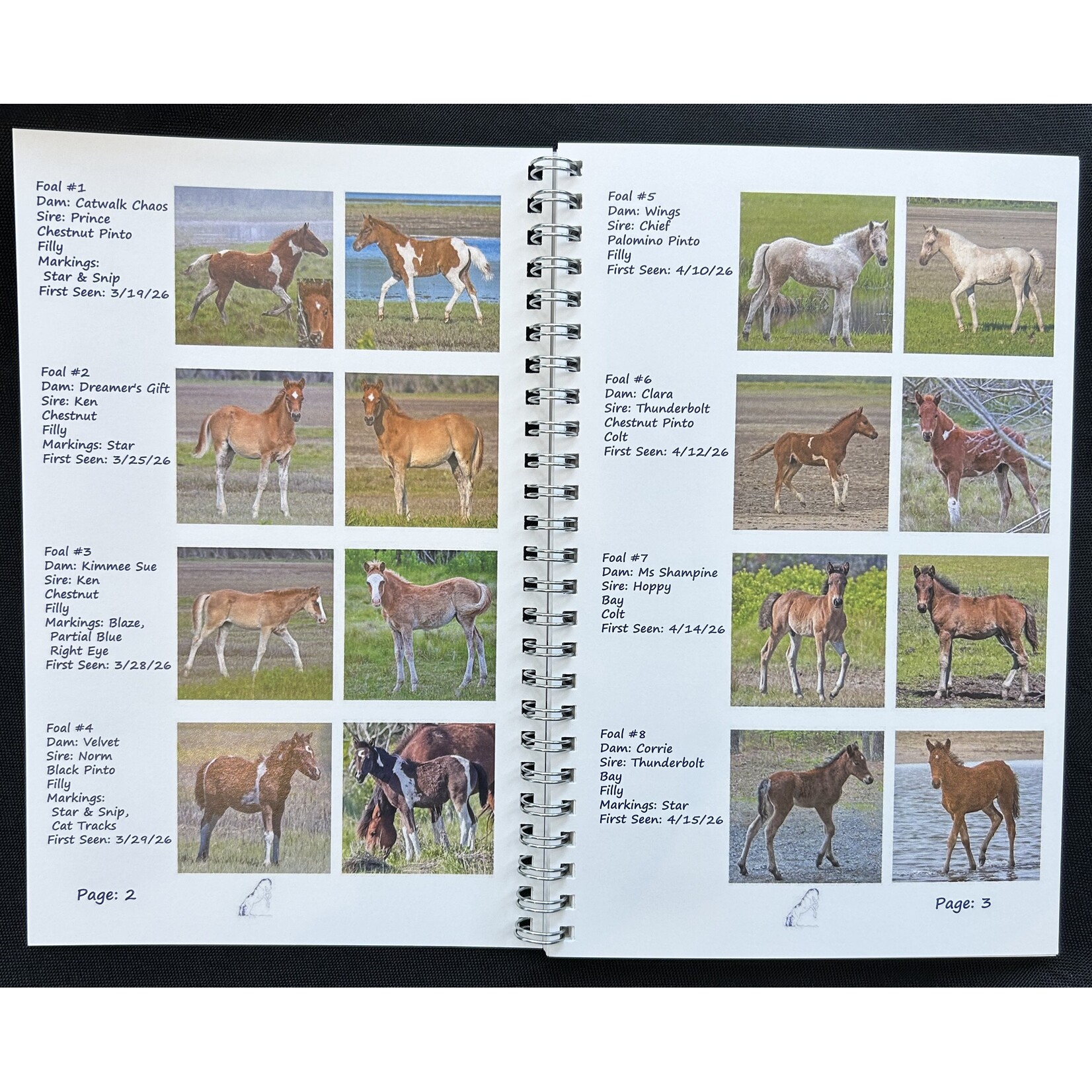 2026 Foals, DSC