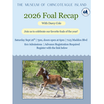 Fall Foal Recap with Darcy Cole 2026