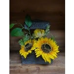 Sunflowers in Wood Planter, Plants