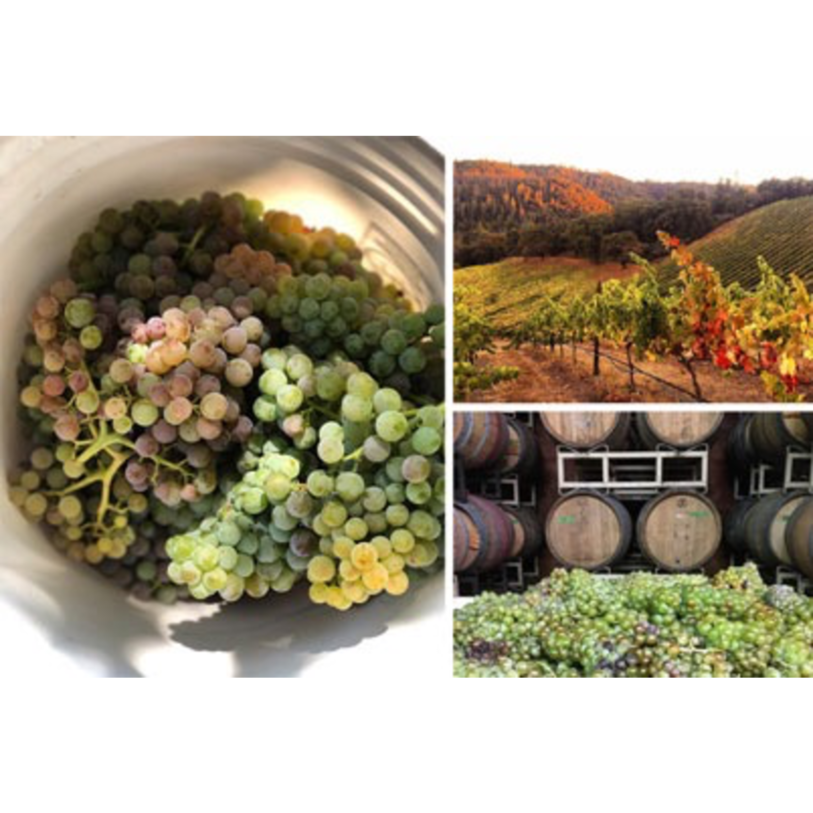 2019, J. Brix Limestone + Schist Old Vine Single Vineyard,  Chardonnay, Rock Heritage Vineyard, Calaveras County, California, 13% Alc, CTnr, A3,Sw2,Sm3,C3,I4