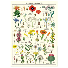 Cavallini Papers/co Inc Chart - Wildflowers