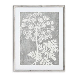Napa Home & Garden PRINT-QUEEN ANNE'S LACE 1 FLWR
