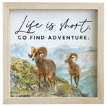 Sincere Surroundings WALL-BIGHORNS FIND ADVENTURE