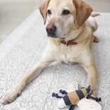 SOPHIE ALLPORT DOG TOY-BEE