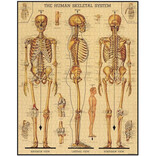 Cavallini Papers/co Inc Puzzle - Skeletal System