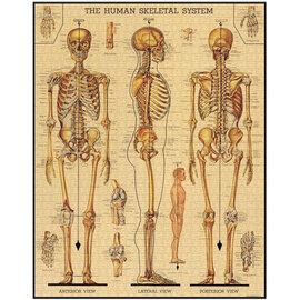 Cavallini Papers/co Inc Puzzle - Skeletal System