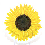 Colorado Sticker Art STICKER-SUNFLOWER