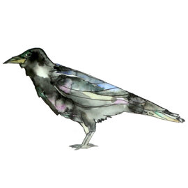 HOLLY SAGE ART STKR-MYSTIC RAVEN