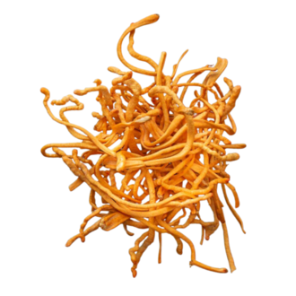 Herbies Cordyceps Mushroom