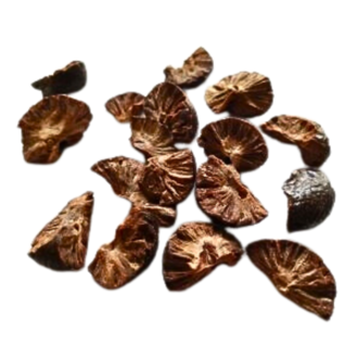 Herbies Cypress Fruit