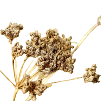 Luna Ignis Hemlock (Conium Maculatum)