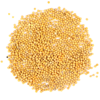 Monterey Bay Herb Co Mustard Seed