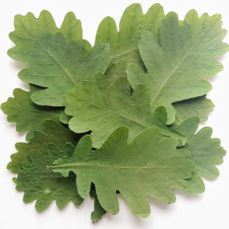 Luna Ignis Oak Leaf