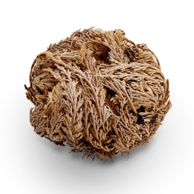 New Age Incense Rose of Jericho/Jericho Flower