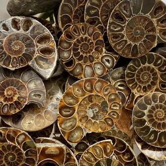 Luna Ignis Ammonite Polished Luna Ignis Ammonite Polished
