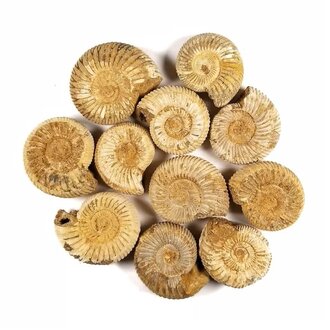 Luna Ignis Ammonite Rough Luna Ignis Ammonite Rough