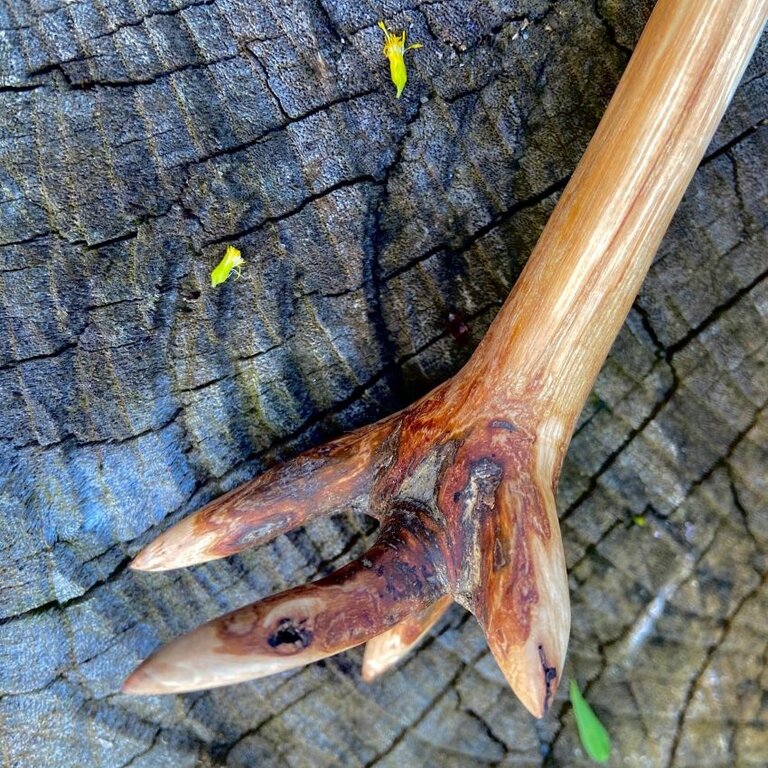 Luna Ignis Luna Ignis Oak wand Raven Claw