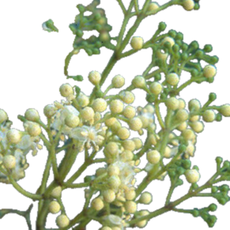 Essential Trading Post Amyris Essential Oil