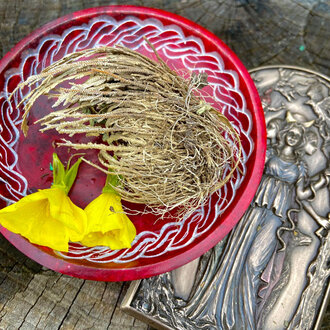 Luna Ignis Smudge Rose of Jericho aka Jericho Flower 3 to 5 inch