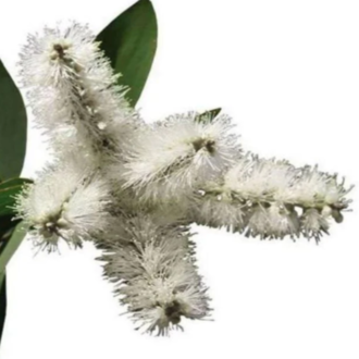 Essential Trading Post Cajaput Essential Oil