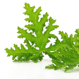 Essential Trading Post Citronella Essential Oil