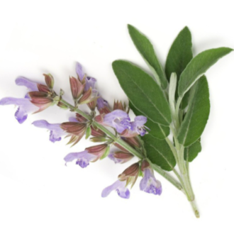 Essential Trading Post Clary Sage Essential Oil