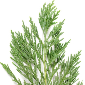 Essential Trading Post Cypress Essential Oil