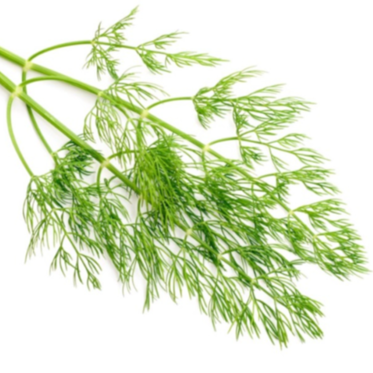 Essential Trading Post Dill Weed Essential Oil