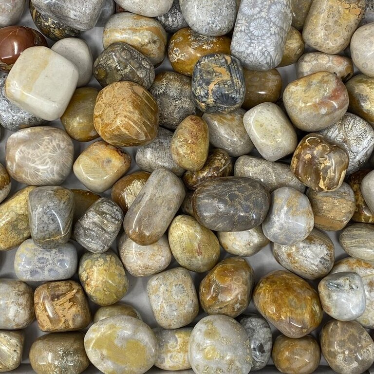 Luna Ignis Fossil Coral