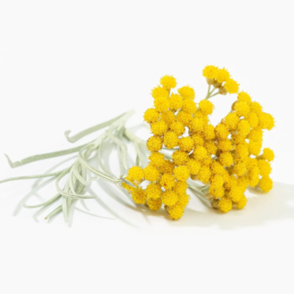 Essential Trading Post Helichrysum Essential Oil