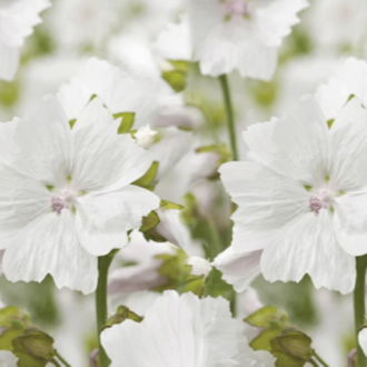 Essential Trading Post Musk (White) Essential Oil