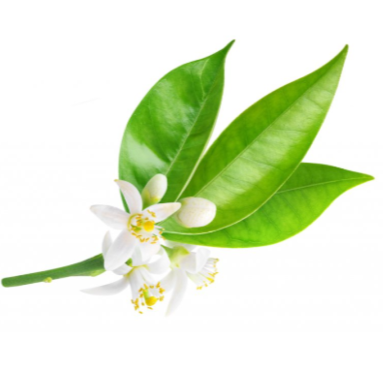 Essential Trading Post Neroli Essential Oil