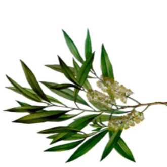 Essential Trading Post Niaouli Essential Oil