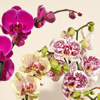 Essential Trading Post Orchid Essential Oil