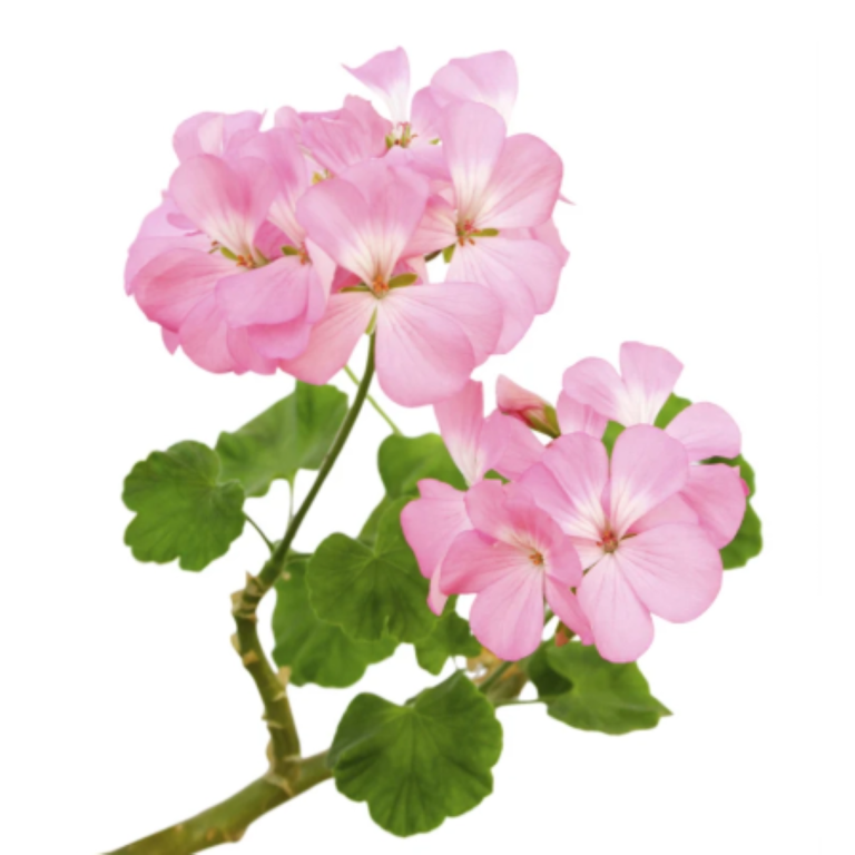 Rose Geranium Essential Oil