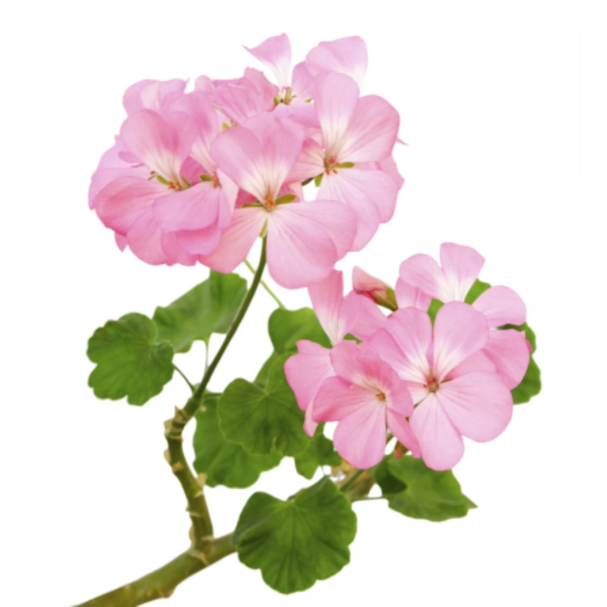 Rose Geranium Flower Essence 1oz – True Love Honey