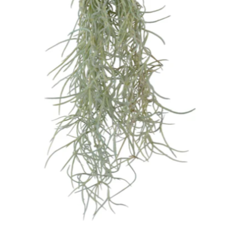 Essential Trading Post Spanish Moss Essential Oil