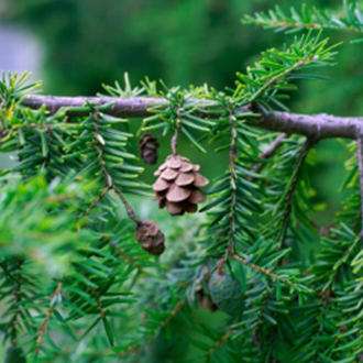 Essential Trading Post Spruce Hemlock Essential Oil