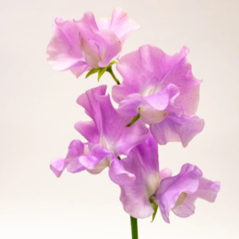 Essential Trading Post Sweet Pea Essential Oil