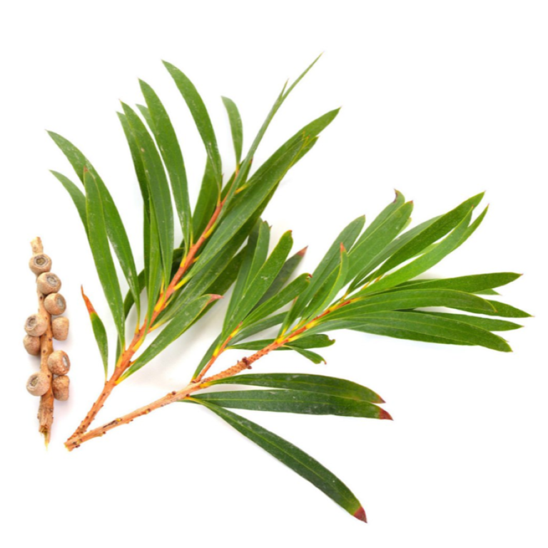 Essential Trading Post Tea Tree (Alternafolia) Essential Oil